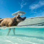 Gallery Thumbnail 2
