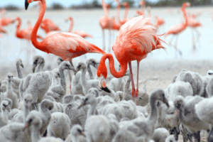 Inagua Island: Nature’s Untouched Paradise in the Bahamas