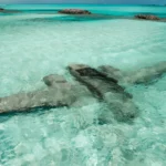 Gallery Thumbnail 1